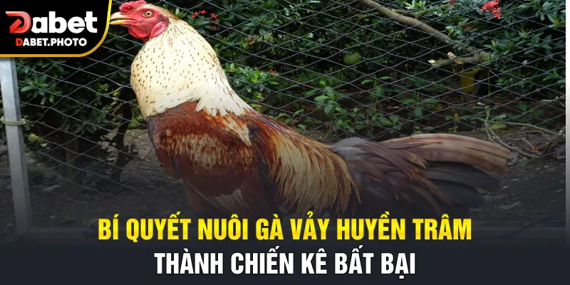 Bí quyết nuôi gà vảy huyền trâm thành chiến kê bất bại