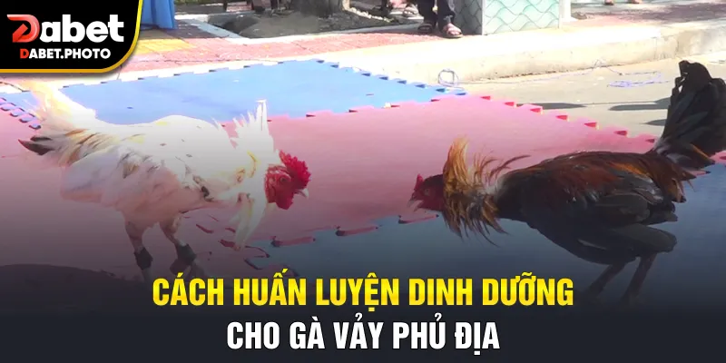 Cách huấn luyện dinh dưỡng cho gà vảy phủ địa