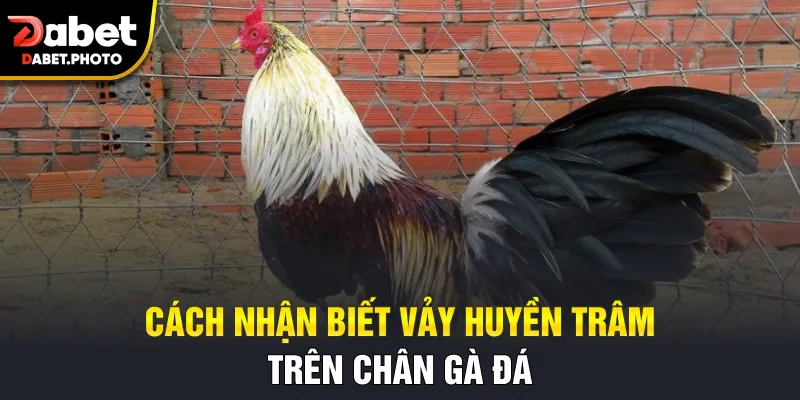 Cách nhận biết vảy huyền trâm trên chân gà đá