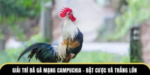 đá gà mạng campuchia