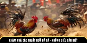 thuật ngữ đá gà