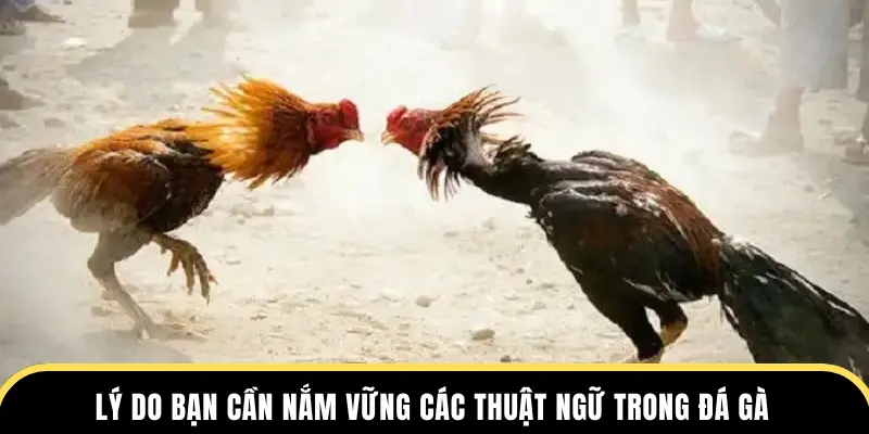 Lý do bạn cần nắm vững các thuật ngữ trong đá gà