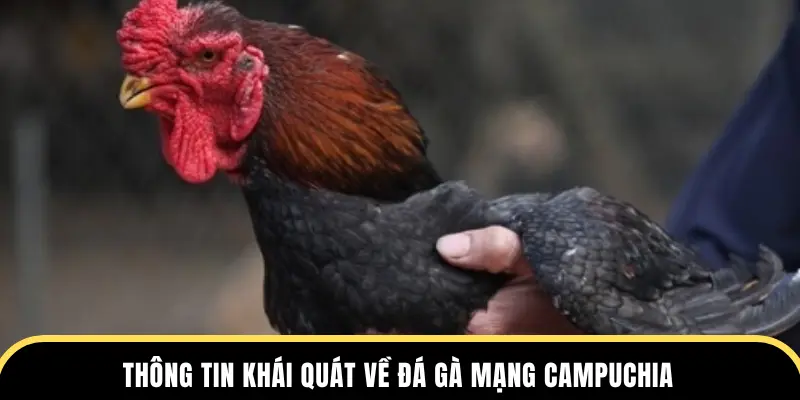 Thông tin khái quát về đá gà mạng Campuchia