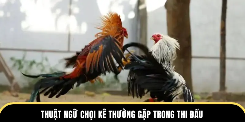 Thuật ngữ chọi kê thường gặp trong thi đấu