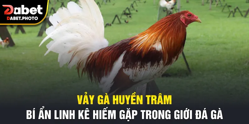 Vảy huyền trâm hiếm thấy trên chân gà linh kê